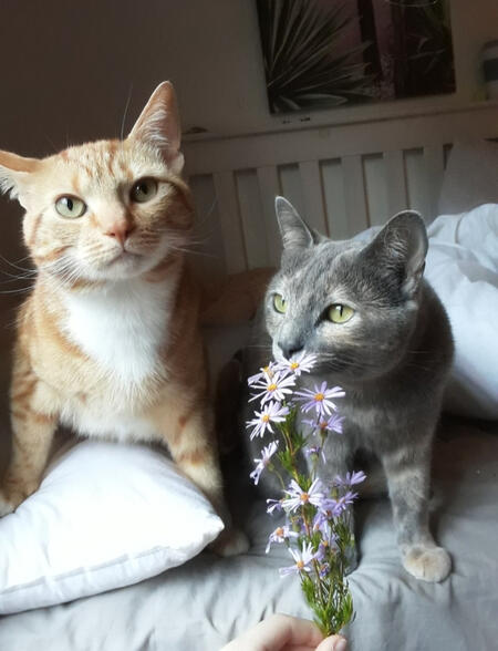 Two beautiful kitties sniff a flower